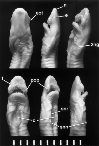Scolecomorphus-vittatus-BMNH-1986609-Head-and-anterior-of-body-in-a-dorsal.ppm
